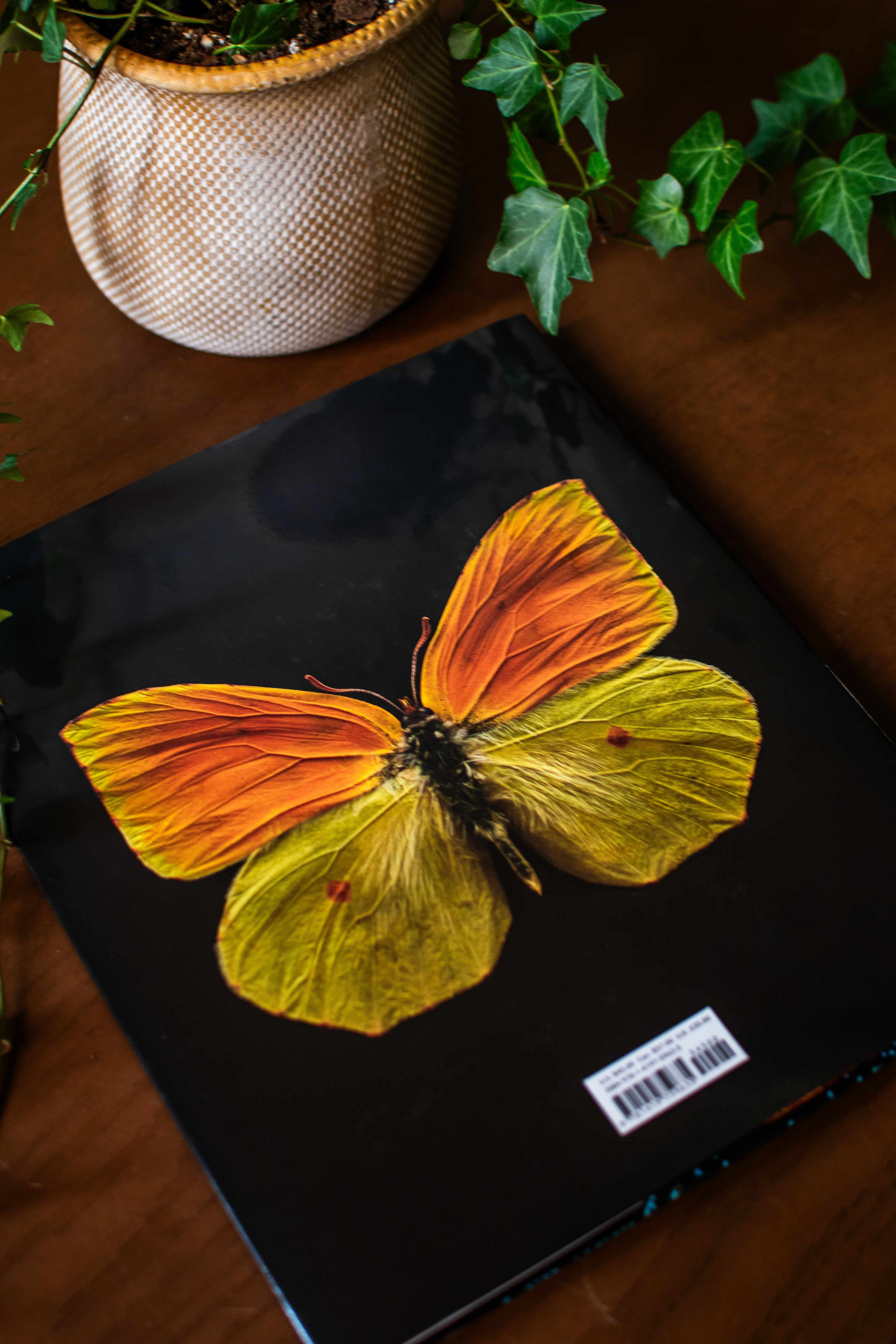 Extinct & Endangered: Insects in Peril