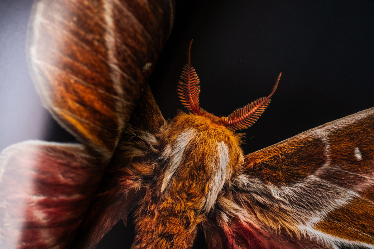 Extinct & Endangered: Insects in Peril