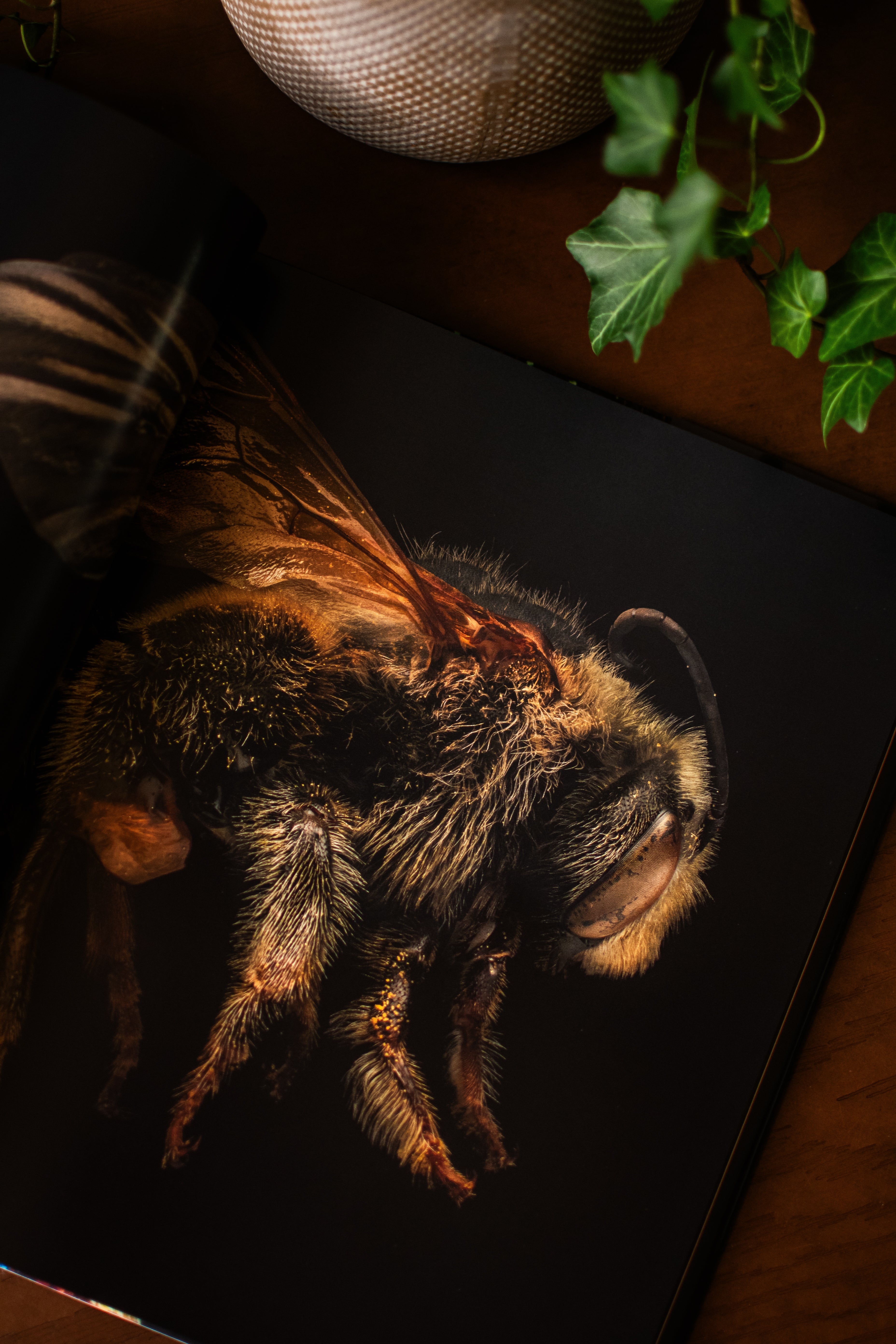 Extinct & Endangered: Insects in Peril