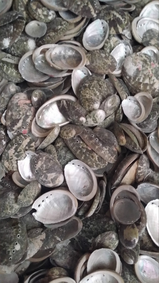 Baby Green Abalone Shells