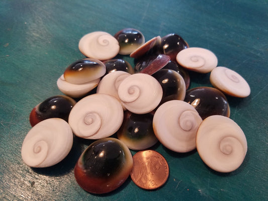 Red Cats Eye Operculum Eye of Shiva Shell
