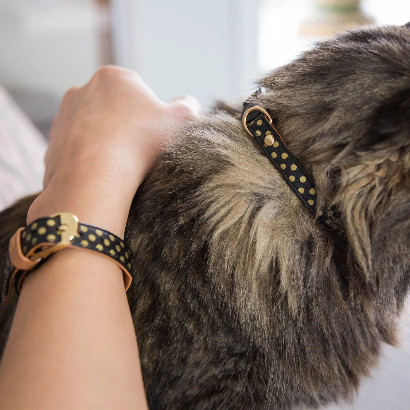 Friendship cat collar and bracelet set in black leather with gold polka dots featuring a matching wristband